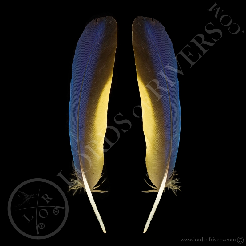 Blue & Yellow Macaw Paired Wing feathers Type 5 Lords Of Rivers