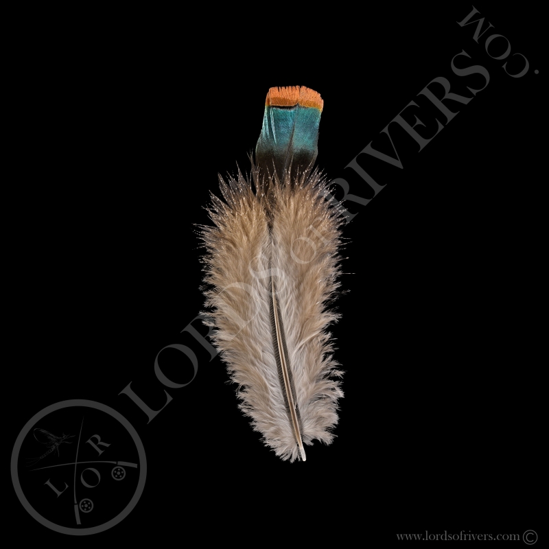 Dindon Ocellé "Under Wing Cover Feathers" XL-2XL-3XL Lords of Rivers