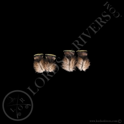 Dindon Ocellé Paire de "Green Breast Feathers" Lords of Rivers