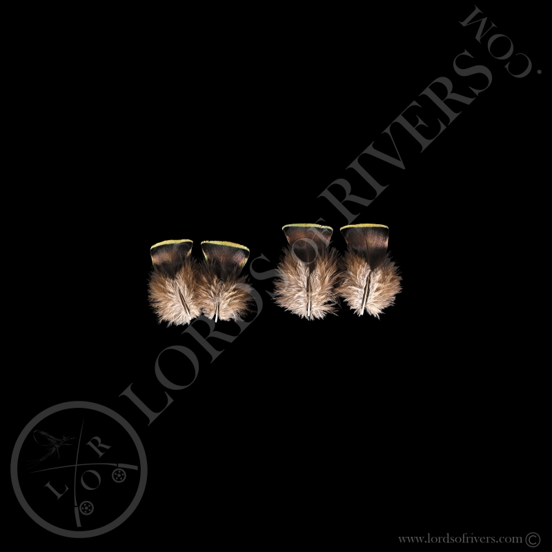 Dindon Ocellé Paire de "Green Breast Feathers" Lords of Rivers