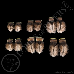 dindon-ocelle-paire-de-quot-green-breast