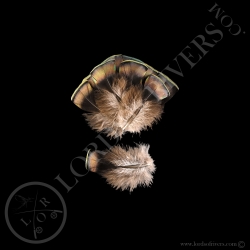 dindon-ocelle-lot-de-quot-green-breast-f