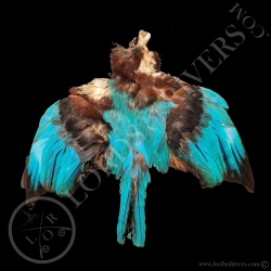 asian-kingfisher-standard-grade-b-full-s