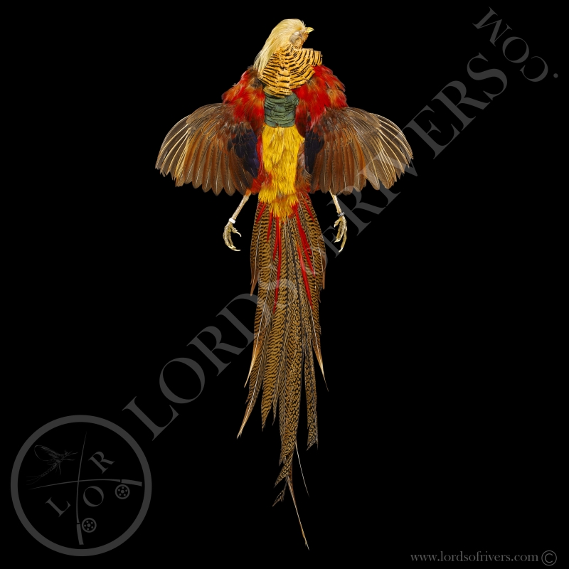 Golden Pheasant - Full Skin - Lords Of Rivers