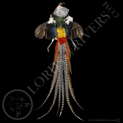 Lady Amherst Pheasant - Full Skin - Lords Of Rivers