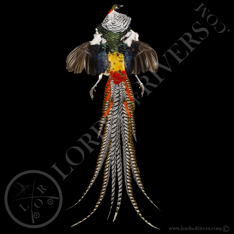 Faisan De Lady Amherst - Full Skin (peau complète) - Lords Of Rivers
