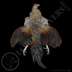 Coq Grey Junglefowl - Coq de Sonnerat- Full Skin - Lords  Of Rivers