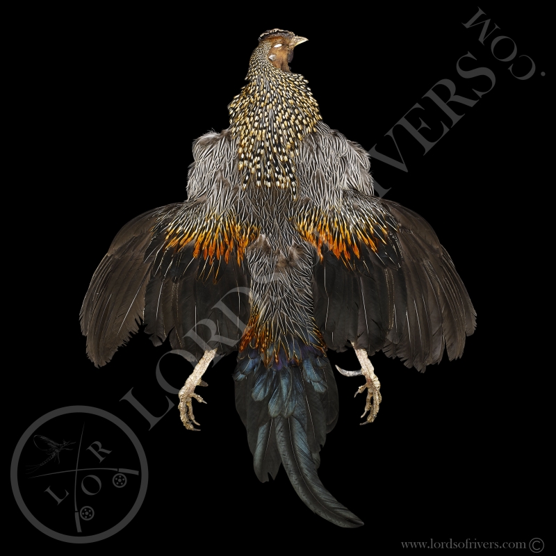 Grey Junglefowl Full Skin - Lords Of Rivers