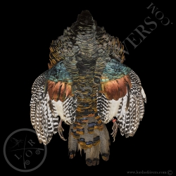 Ocellated Turkey Male Full Skin Lords Of Rivers