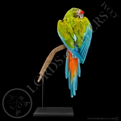 ara-de-buffon-taxidermie-lords-of-rivers