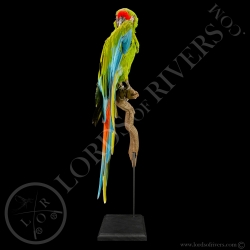 Great Green Macaw - Buffon's Macaw - Taxidermy - Lords Of Rivers