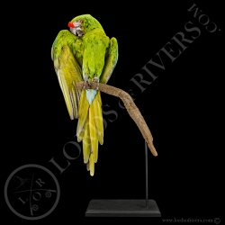 Ara de Buffon - Taxidermie - Lords Of Rivers