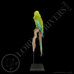 Great Green Macaw - Buffon's Macaw - Taxidermy - Lords Of Rivers