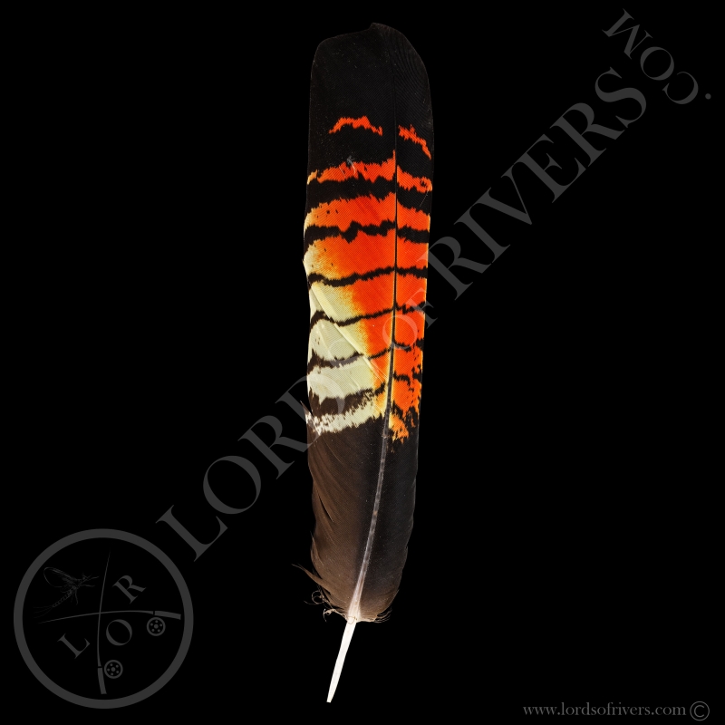 Red-tailed Black Cockatoo Grade A - Center Tails - Type 3 - Lords Of Rivers