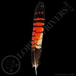 red-tailed-black-cockatoo-grade-b-center