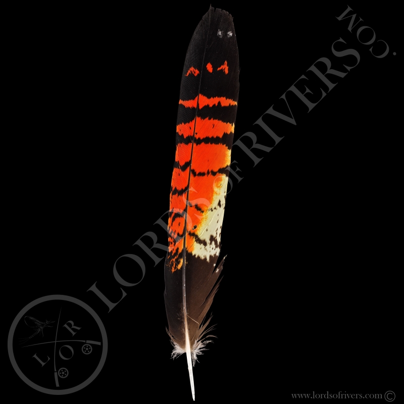 Red-tailed Black Cockatoo Grade B - Center Tails - Type 3 - Lords Of Rivers