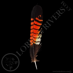 cacatoes-de-banks-grade-c-plumes-de-queu