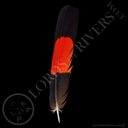 red-tailed-black-cockatoo-grade-a-center