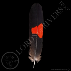 Red-tailed Black Cockatoo Grade A - Center Tails - Type 1 - Lords Of Rivers