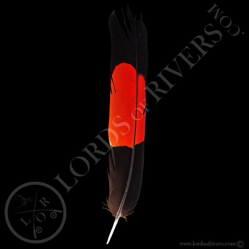 Red-tailed Black Cockatoo Grade B - Center Tails - Type 1 - Lords Of Rivers