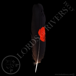 Red-tailed Black Cockatoo Grade C - Center Tails - Type 1 - Lords Of Rivers