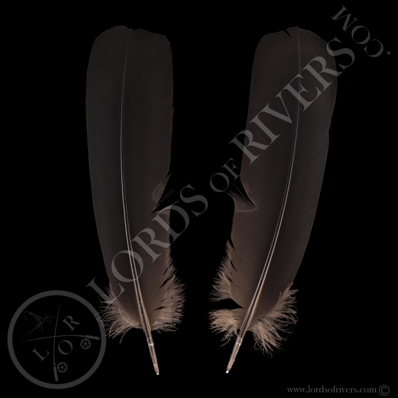 Paired Red-tailed Black Cockatoo Grade A - Center Tails - Type 5 - Lords Of Rivers