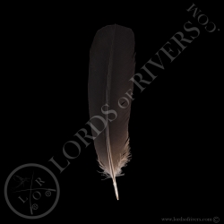 red-tailed-black-cockatoo-grade-a-center