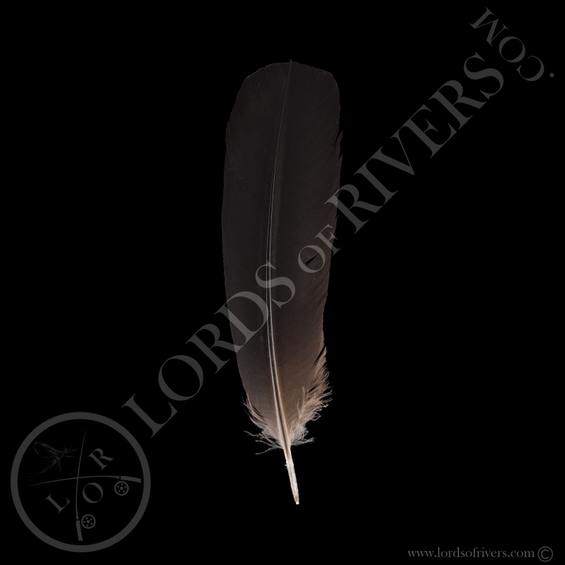 Red-tailed Black Cockatoo Grade A - Center Tails - Type 5 - Lords Of Rivers