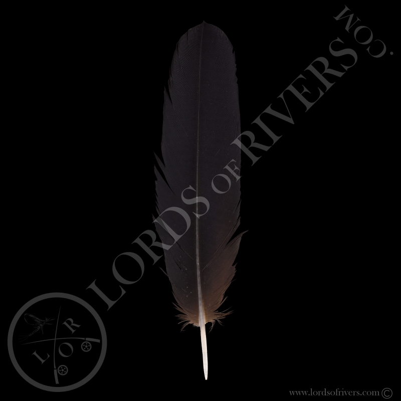 Cacatoès de Banks Grade B - Plumes de Queue Centrale - Type 1 - Lords Of Rivers