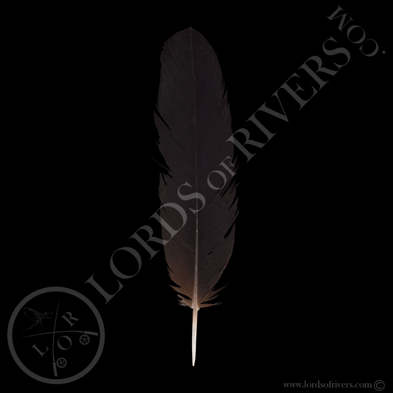 Red-tailed Black Cockatoo Grade C - Center Tails - Type 5 - Lords Of Rivers