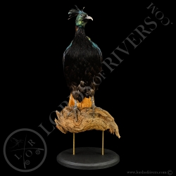 Himalayan Monal Pheasant - Taxidermy - Lords Of Rivers