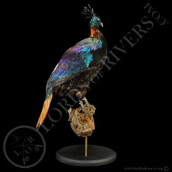 Lophophore Resplendissant - Taxidermie - Lords Of Rivers