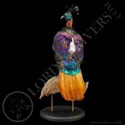 Lophophore Resplendissant - Taxidermie - Lords Of Rivers