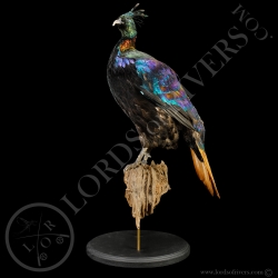 Himalayan Monal Pheasant - Taxidermy - Lords Of Rivers