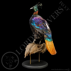lophophore-resplendissant-taxidermie-lor