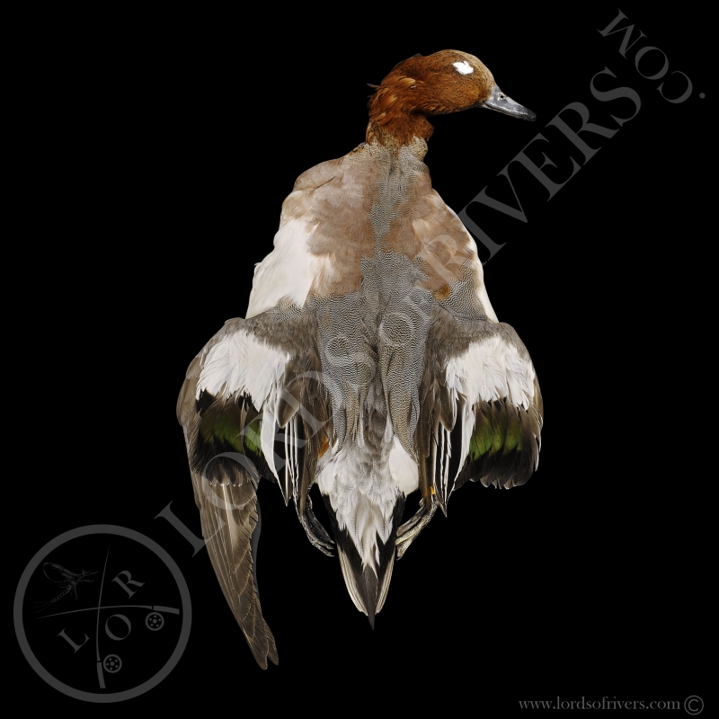 Canard Siffleur- Full Skin (peau complète) - Lords Of Rivers