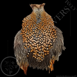 Cou de Coq Grey Junglefowl - Coq de Sonnerat - Lords  Of Rivers